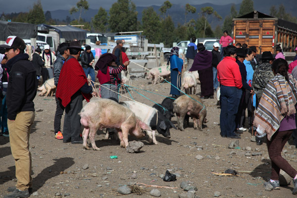 Veemarkt in Riobamba